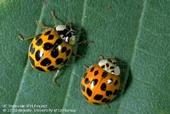 You can distinguish the multicolored Asian lady beetle from other common lady beetles by looking for the distinct dark M- or W-shaped marking on the prothorax, behind their head. Photo by Jack Kelly Clark.